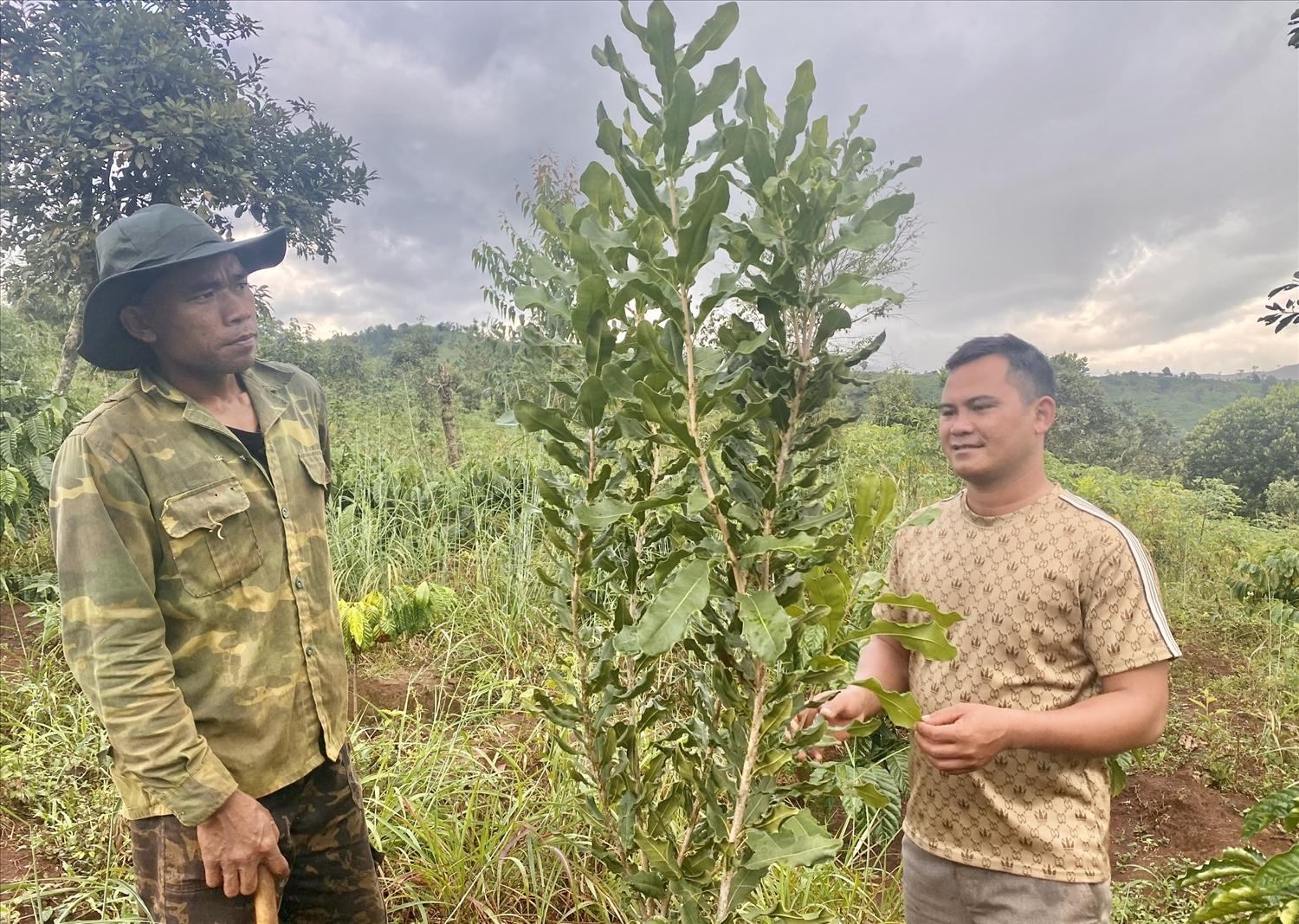 Nhiều hộ đồng bào Xơ Đăng ở xã Đăk Rơ Ông, huyện Tu Mơ Rông đã mạnh dạn tham gia chuỗi liên kết trồng cây mắc ca