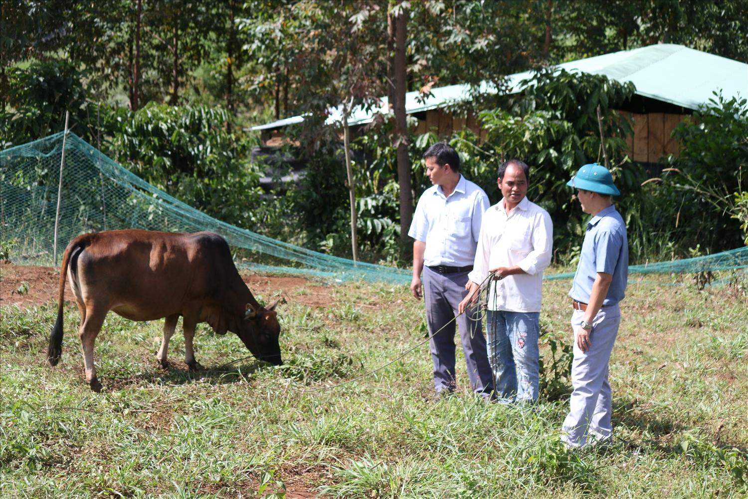 Đối với một số xã có điều kiện khí hậu phù hợp với phát triển chăn nuôi gia súc thì xã định hướng người dân lựa chọn mô hình nuôi bò sinh sản