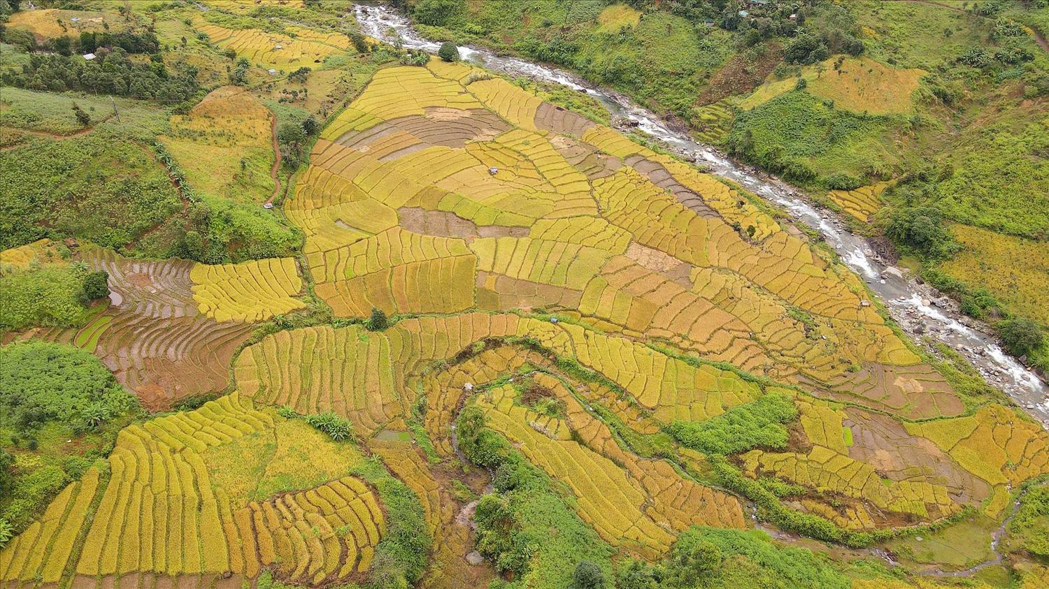 Những thửa ruộng bậc thang chín vàng óng, tạo nên vẻ đẹp riêng có ở vùng đất Đăk Na